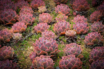 Echeveria succulents in Sakura Park Atok Benguet.
