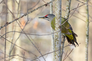Grey-headed woodpecker 