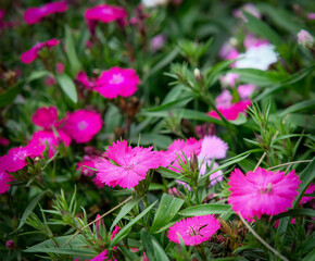 China pink in Sakura Park Atok Benguet.