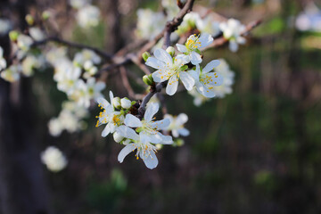 Beautiful spring plum tree blossom. Close-up of white plum tree branches blossom in spring.