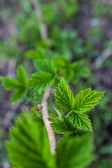 Small green buds on the branches of raspberry plants. Young green leaves coming out from thick green buds.