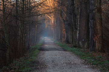 Obraz premium Poranek w lesie, Goczałkowice Zdrój. 