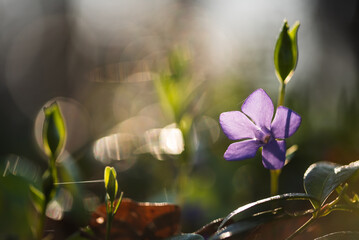 Kwiat barwinek vinca, wiosenne tło.  © Elżbieta Kaps