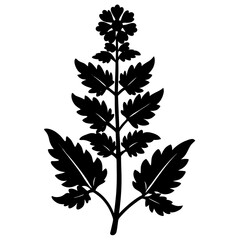 flowers horehound silhouette vector illustrator