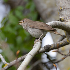 Thrush nightingale is beautifully singing bird
