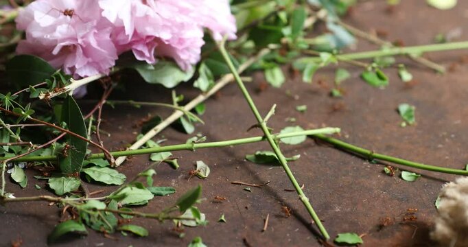 Busy Leafcutter Ants Colony Near Blurred Flower Detail