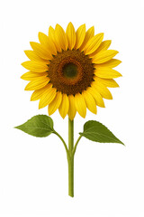 Obraz premium Sunflower in Full Bloom