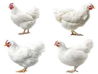 White Leghorn Chicken Silhouette