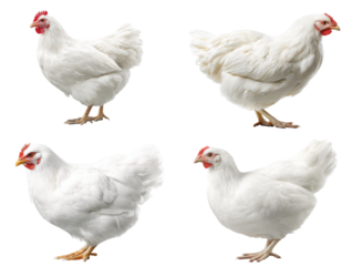 White Leghorn Chicken Silhouette
