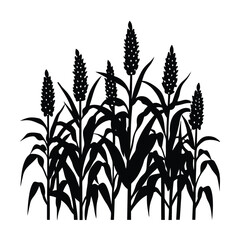 sorghum field silhouette.