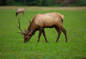 A Roosevelt elk bull grazes in a field in North Bend, WA
