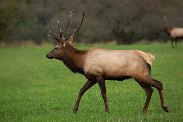 A Roosevelt elk bull roams a field in North Bend, WA
