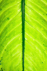Alocasia sp., yellow green leaf blade of a tropical plant in a botanical collection, Odessa