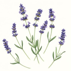 Fototapeta premium Watercolor Painting of Lavender Flowers and Stems on White Background
