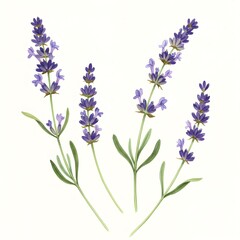 Obraz premium Isolated purple lavender blossoms, a floral bunch of summer's blue-violet beauty