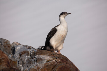 An Antarctic cormorant perches on rocks in Antarctica

