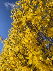 Forsycja - Forsythia