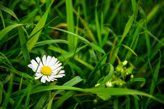 A close-up of a daisy among green grass. The white petals and yellow center of the flower contrast with the rich green background.