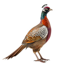 European Pheasant Stroll on transparent background