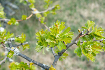 Crataegus monogyna Eingriffliger Weißdorn Blatt und Blüte