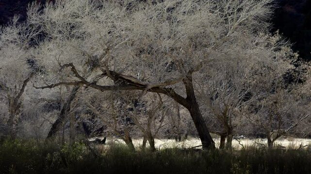 Sunlit trees contrast against the colorful rock formations of Zion National Park, Utah, during late afternoon light