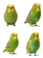 Naklejka premium Green Yellow Budgerigar Perched