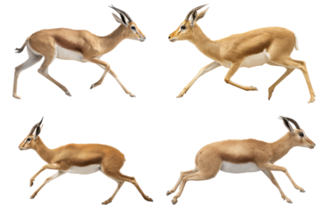 Antelope Running Silhouette