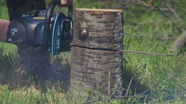 Large Tree Trunk Close Up with Rough Bark Texture in Nature