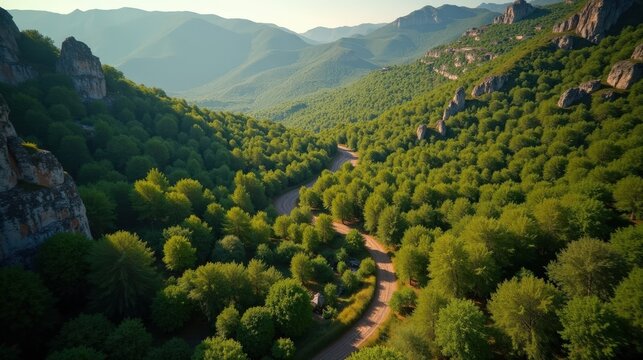 Aerial view of Dadia Forest in Greece during a hot, sunny midday, capturing dense woodland and open clearings.