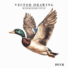 Vintage Watercolor Duck Bird Vector Illustration Isolated