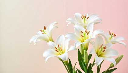 Fototapeta premium White lilies blooming against a soft pastel background 
