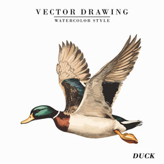 Vintage Watercolor Duck Bird Vector Illustration Isolated