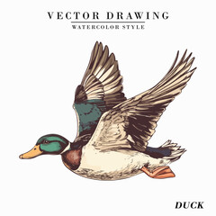 Vintage Watercolor Duck Bird Vector Illustration Isolated