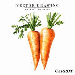 Watercolor Style Carrot Vegetable Vector on White Background