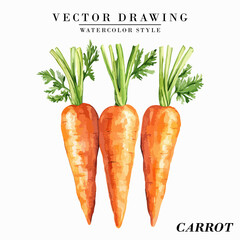 Watercolor Style Carrot Vegetable Vector on White Background