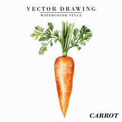 Watercolor Style Carrot Vegetable Vector on White Background