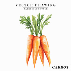 Watercolor Style Carrot Vegetable Vector on White Background