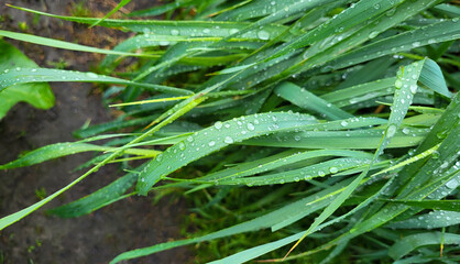 Transparent raindrops on a summer day, background of water droplets on a blade of grass after the rain