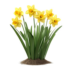 A 3D Daffodil Plant with Bright Yellow Flowers Isolated on Transparent Background