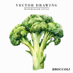 Watercolor Style Broccoli Vegetable Vector on White Background
