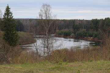 a flooded river in a spring forest