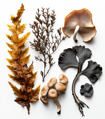 White background, various types of seaweed and shiitake mushrooms