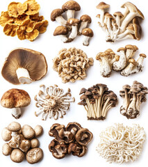 various types of shiitake, lion's mane, and reishi mushrooms on a white background, isolated