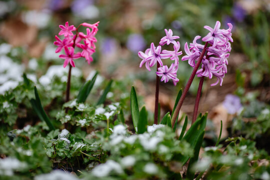 Pink and purple hyacinth flowers covered with a snow in the garden in early spring 