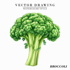 Watercolor Style Broccoli Vegetable Vector on White Background