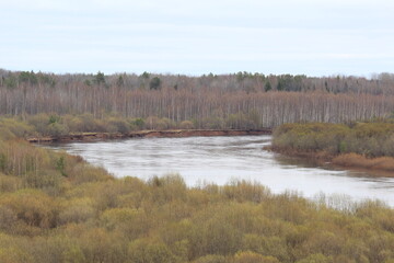 a flooded river in a spring forest