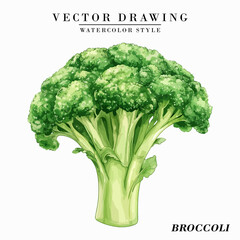 Watercolor Style Broccoli Vegetable Vector on White Background