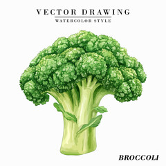 Watercolor Style Broccoli Vegetable Vector on White Background