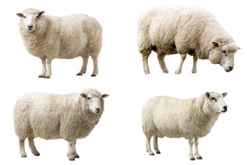 Fototapeta premium White Cheviot Sheep Grazing