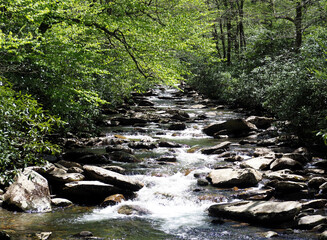 Obraz premium Golden Flow: A Babbling Brook Winding Through a Sunlit Forest